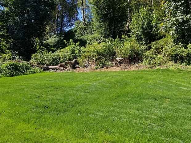 Creating Beautiful Lawn in Abbotsford