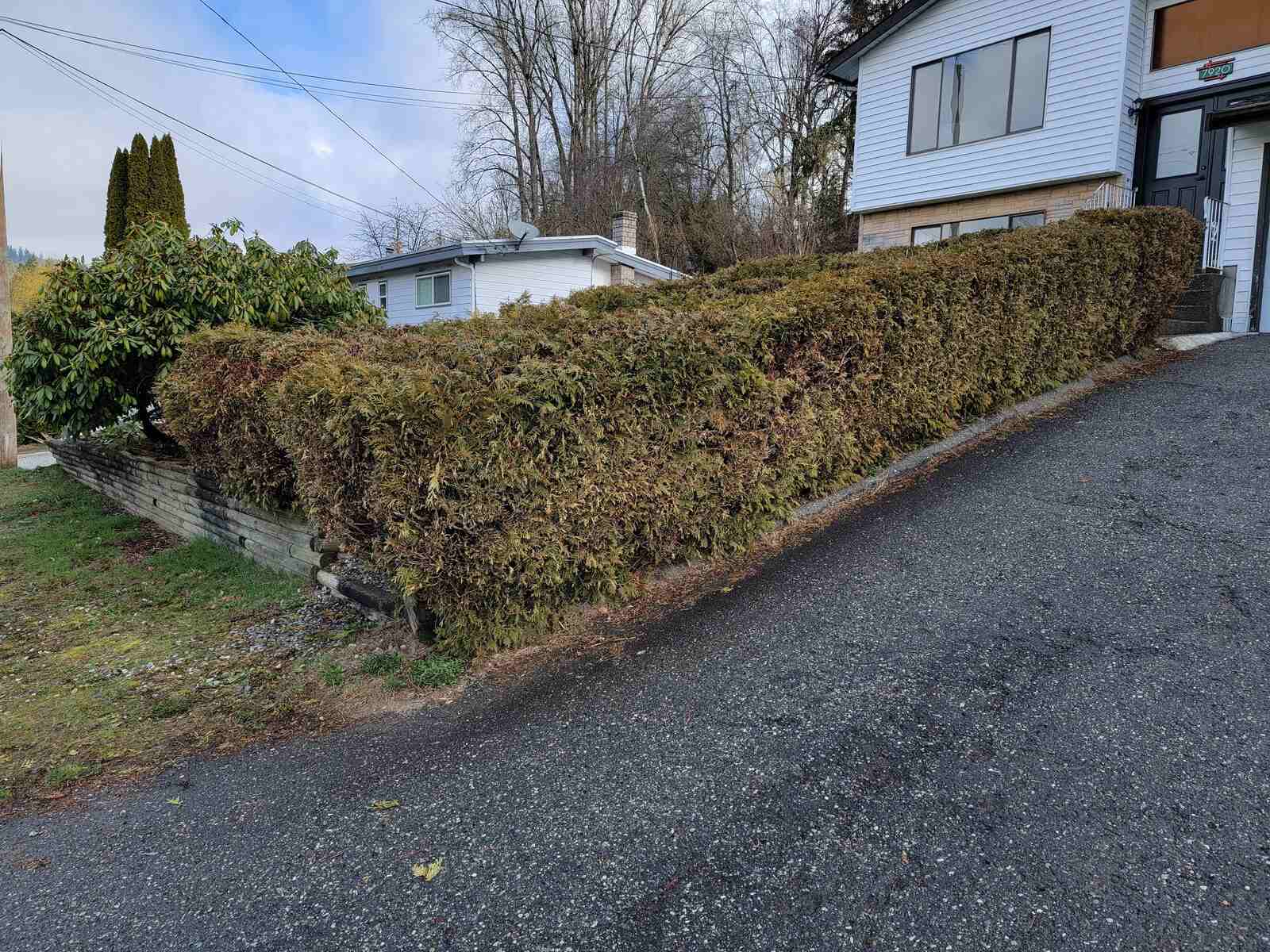 3_Trimmed hedges and retaining wall on a sloped driveway in Mission, BC, designed by Back40 Landscaping