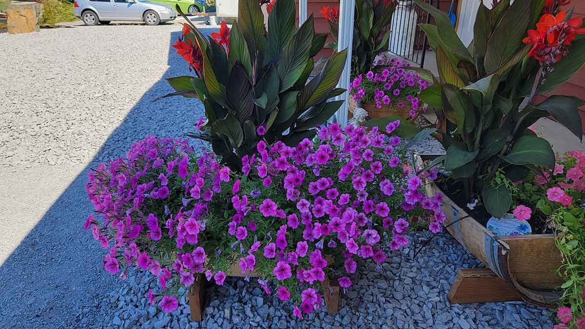 Kelowna Front Yard Landscaping Project Photo 11