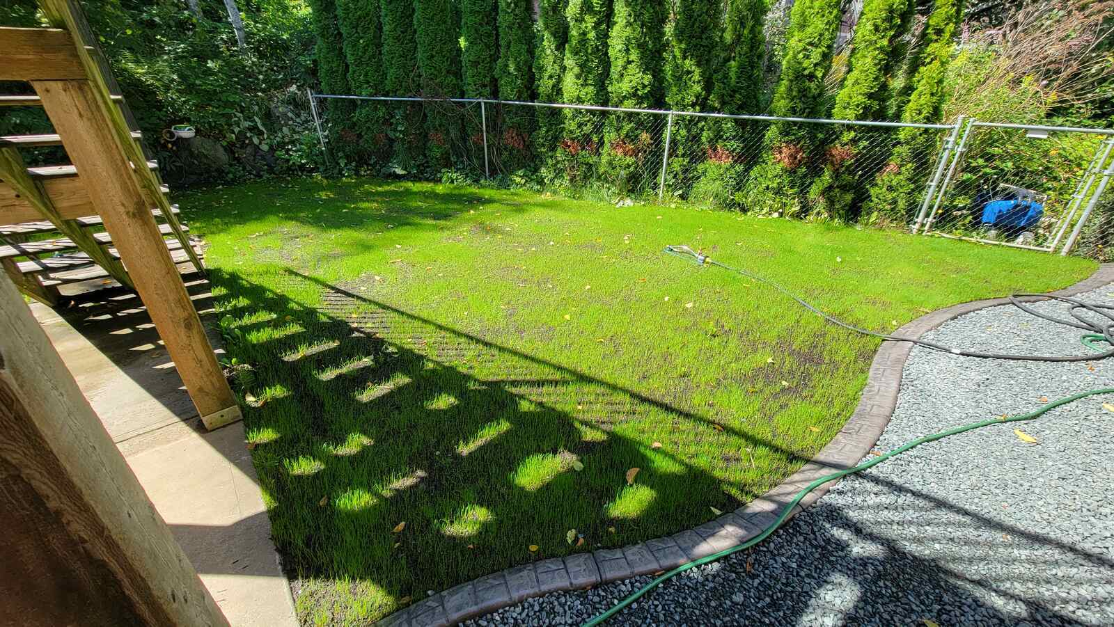 Newly laid lawn with curved gravel border in backyard by Back 40 Landscaping, Abbotsford, BC