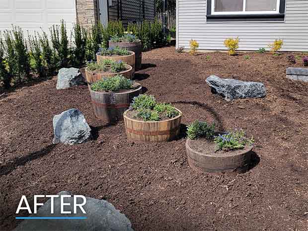 After Landscaping Wine Barrel Yard in Mission